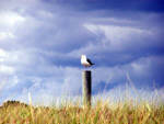 Cape Poge Seagull